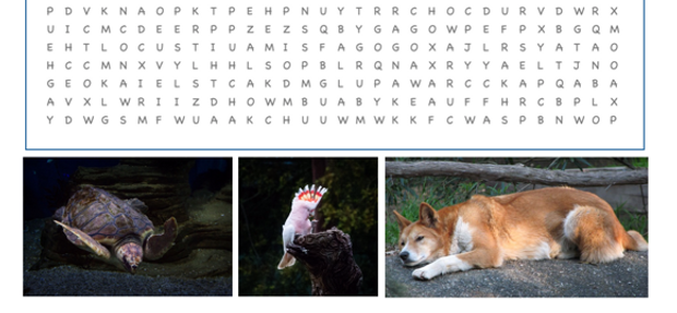 A snippet of a word search puzzle with three images below of a swimming turtle, a Major Mitchell cockatoo, and a sleeping dingo