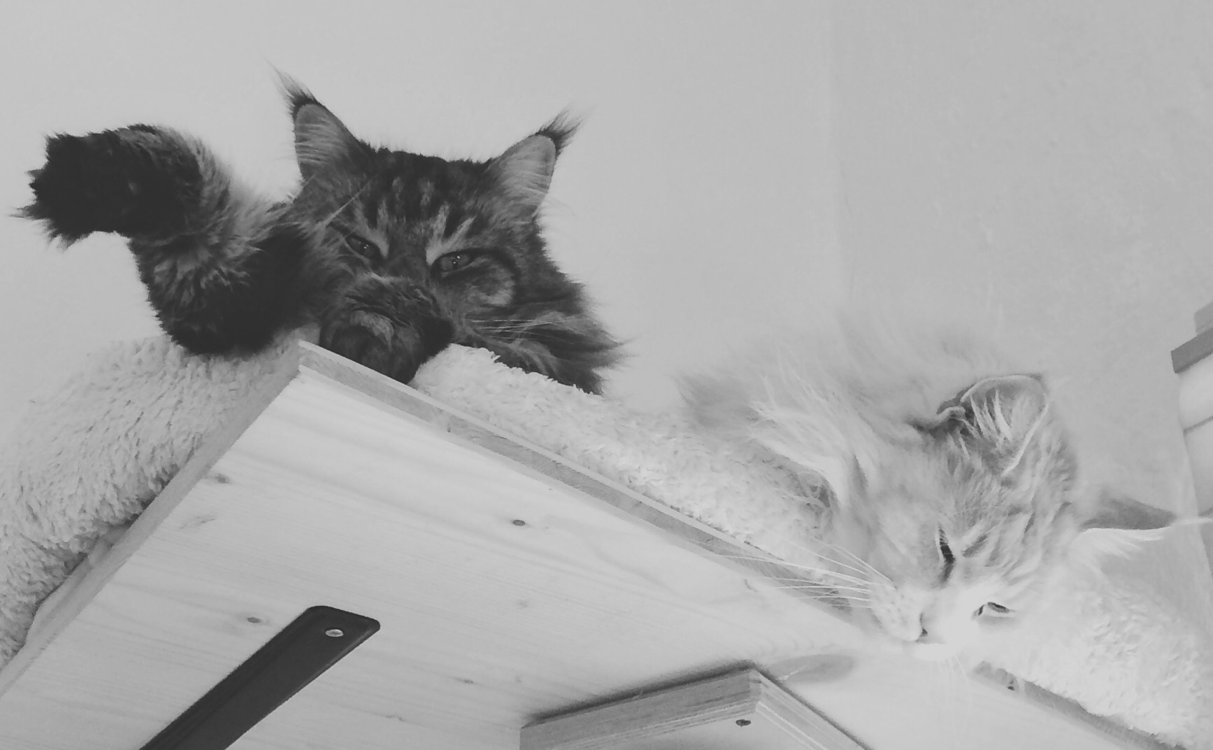 Two cats loll over the edge of a cushion on a high platform.