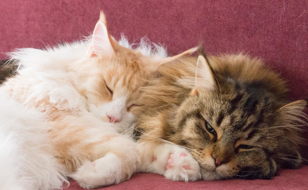 A white and ginger cat lies on his sister, a ginger and black tabby. She does not look impressed.
