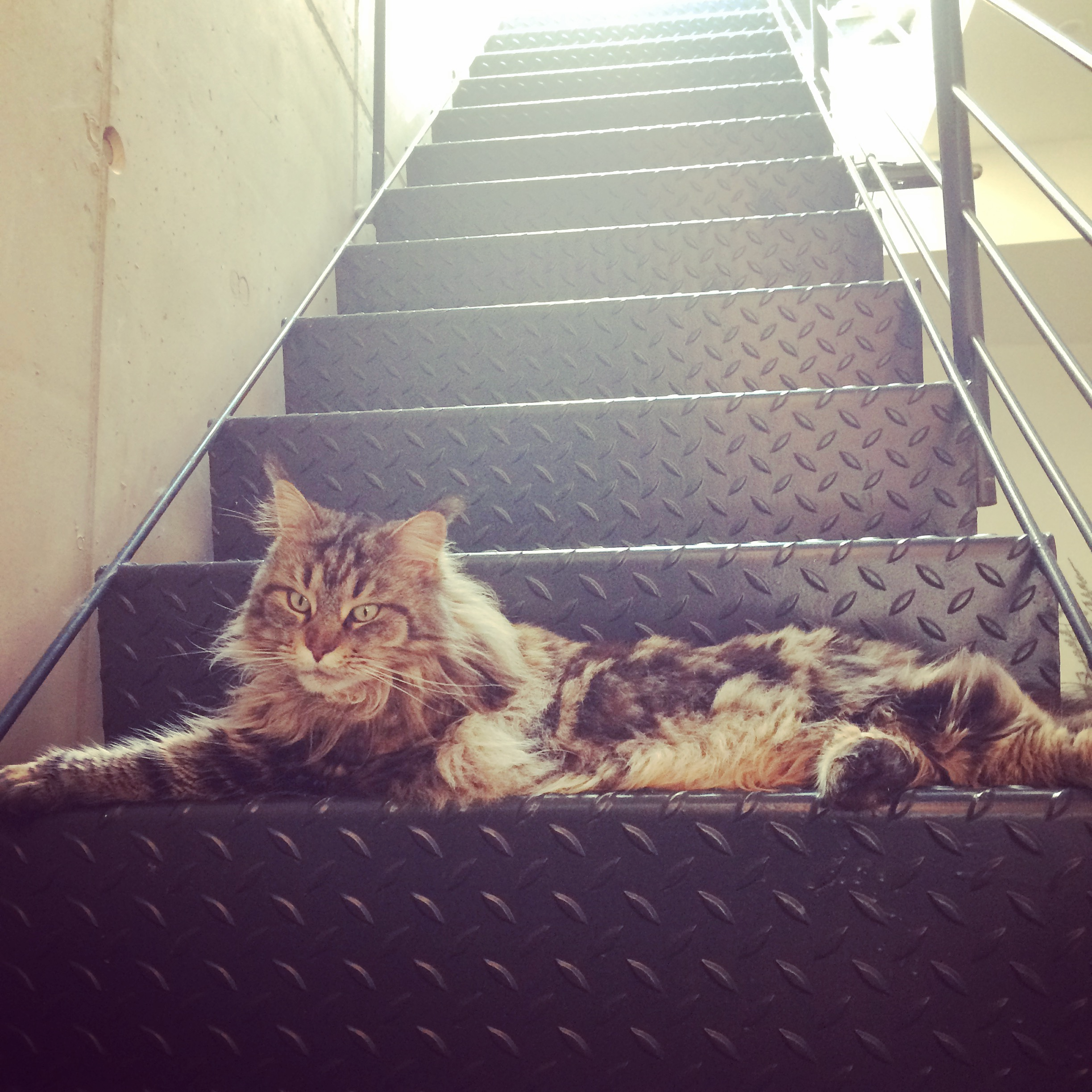 A tabby cat lies on metal stairs leading up to a roof terrace