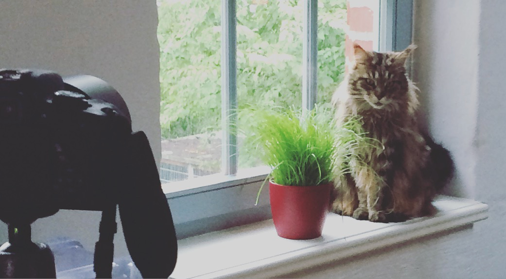 Cookie in the window where I'm trying to photograph plants for a HubPages assignment.