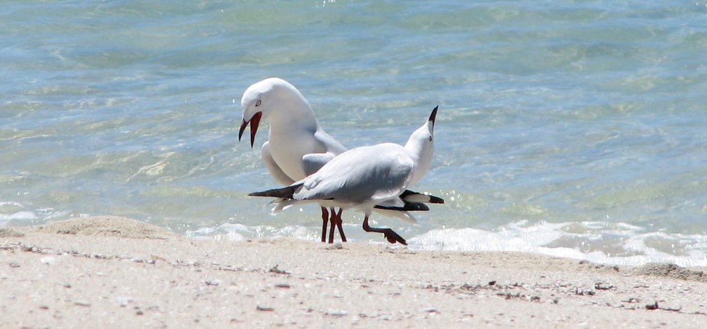 Two gulls on a beach dancing and calling to each other - what could they be saying?
