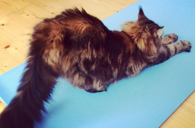 A cat with a raised bum stretching her front paws out on a yoga mat - perhaps she is doing downward dog?