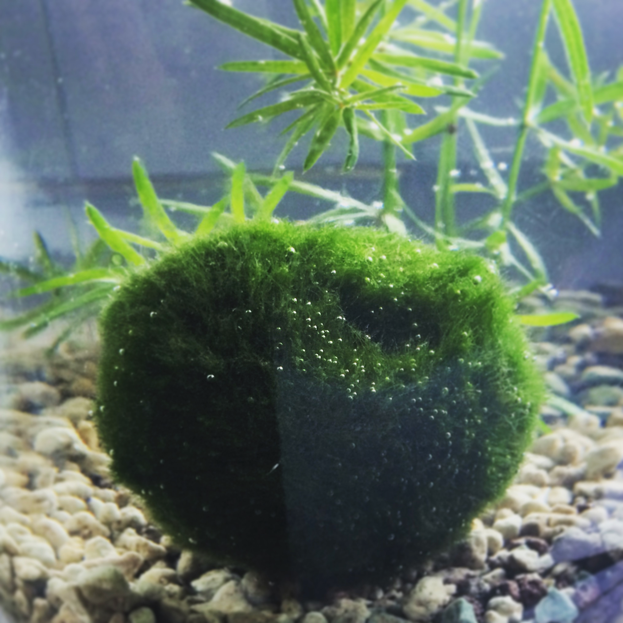 A little ball of moss in an aquarium.