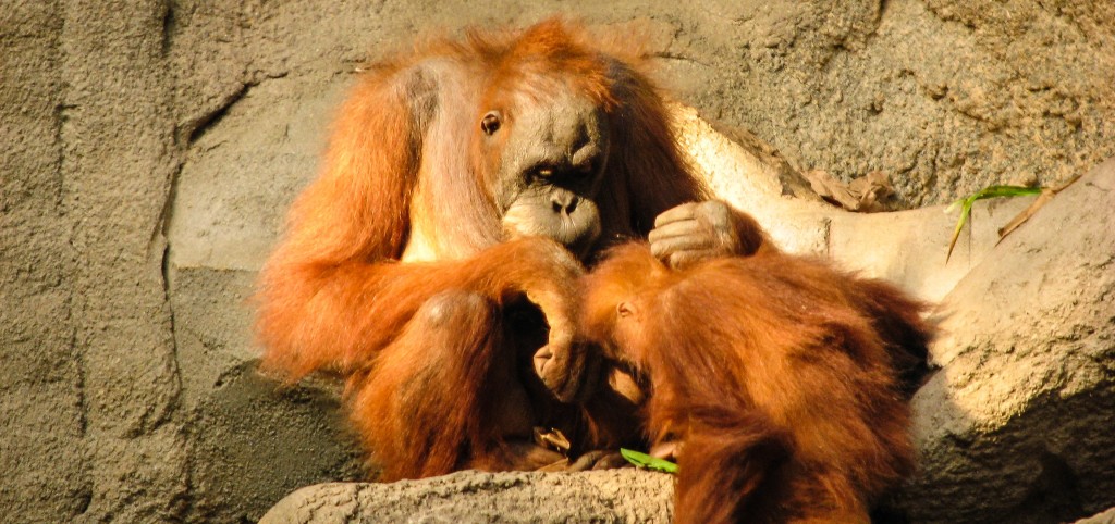 An orangutan and its child at the Leipzig zoo