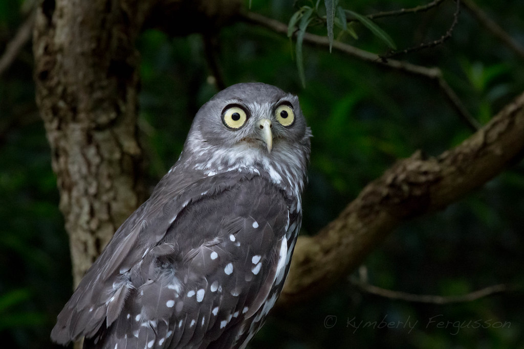 An owl at Healesville Sanctuary near Melbourne in Australia.