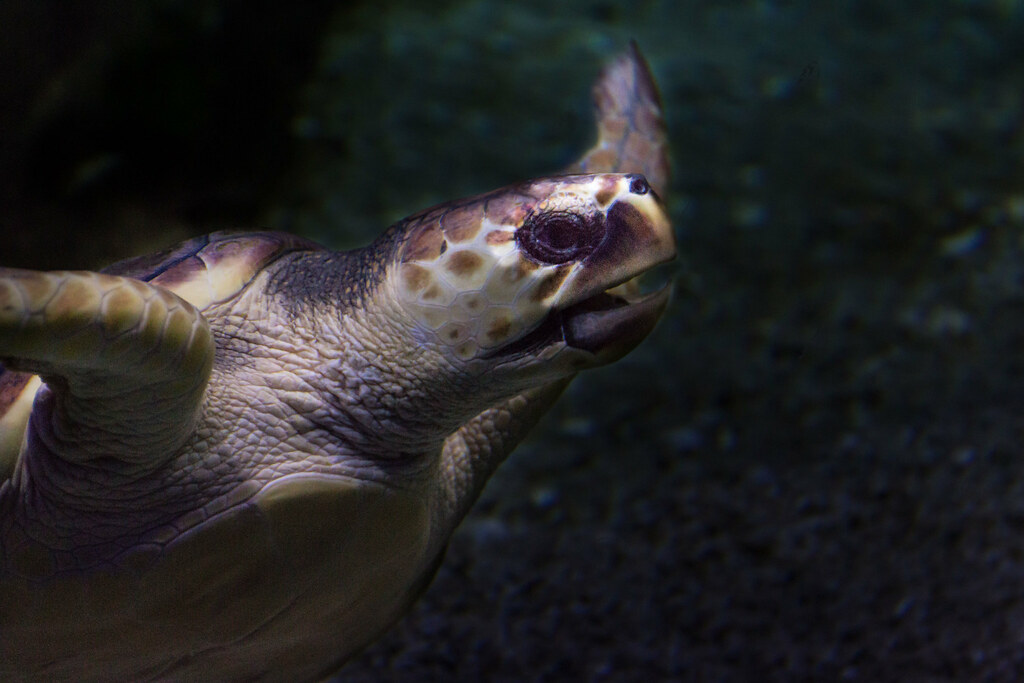 Turtles are very fast swimmers!