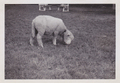 Sheep chained up near Turrumberry Weir