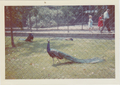 Peacocks at the zoo