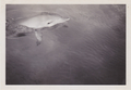 Porpoise at Coolangatta
