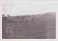 The McIntosh farm at Druin