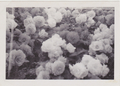 Begonias at begonia festival, Ballarat, 1962