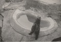 Yogi at Whiponade
