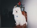 Bobby at Cypress Avenue