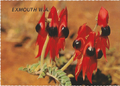 Australian Wildflowers, Sturt Pea