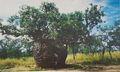 Prison Boab Tree, Derby