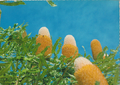 Western Australia wildflowers, Banksia (Burdetti) One of the 480 species found in Western Australia and mainly in the mid-west region of the state