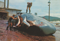 Albany, W.A. Sperm whale being flensed, Cheyne Beach Whaling Station, Frenchman Bay. Closed 1978, now Jaycees Whaleworld Museum