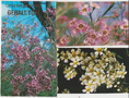 Geraldton Wax (Chamelaucium) in its various colours. Western Australia.