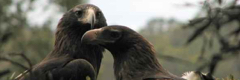 Wedge-tailed eagles nesting high up in the trees in Tasmania, Australia